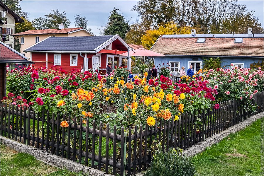 5. Цветы осенью
