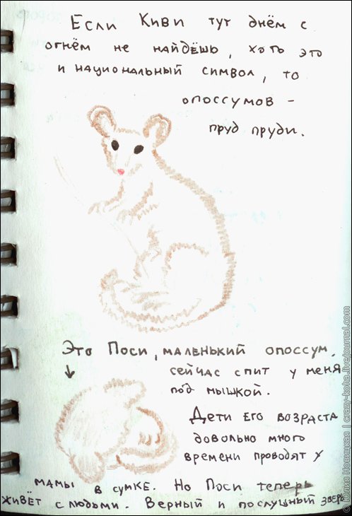 Опоссум Поси